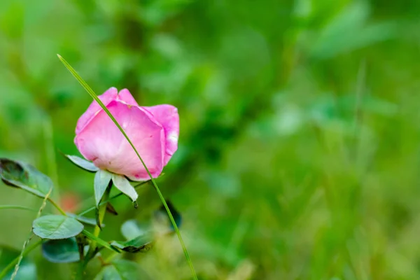 Vacker Rosa Ros Med Suddig Grön Bakgrund Bröllop Och Kärlek — Stockfoto