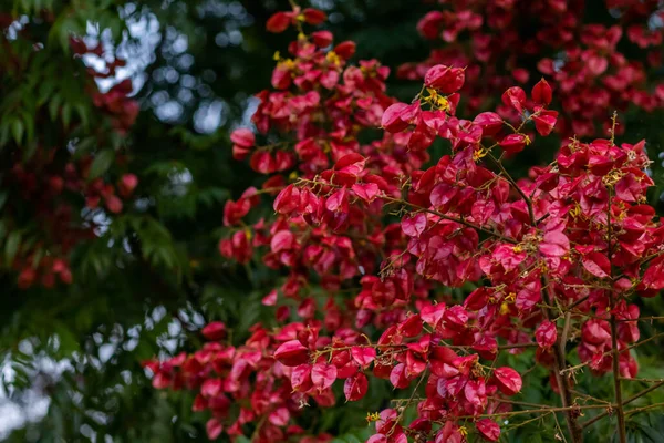 Vackra Röda Blommor Växt Framför Suddig Grön Bakgrund Skönhet Och — Stockfoto