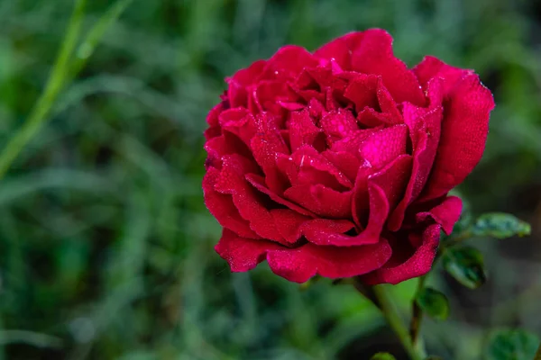 Rosa Vermelha Florescida Com Gotas Chuva Pétalas Frente Fundo Borrado — Fotografia de Stock