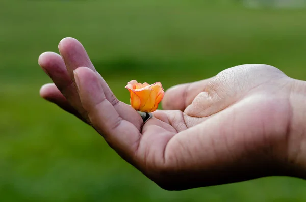 Close Beautiful Small Rose Hand Blurred Background Peace Concept — Stock Photo, Image