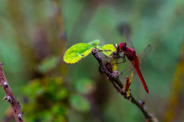 Nahaufnahme Einer Schönen Libelle Die Auf Einem Rosenzweig Sitzt Und — Stockfoto