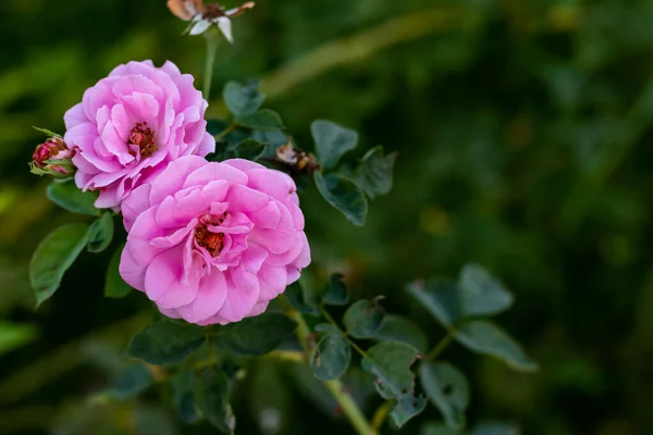 Közeli Felvétel Gyönyörű Rózsaszín Közös Bazsarózsa Virágok Levelek Sötétzöld Háttér — Stock Fotó