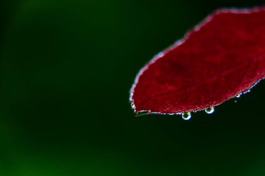 Güzel kırmızı yapraklı makro fotoğrafçılığa yağmur damlaları ve fotokopi alanı ile bulanık arkaplan. doğa ve yağmurlu konsept