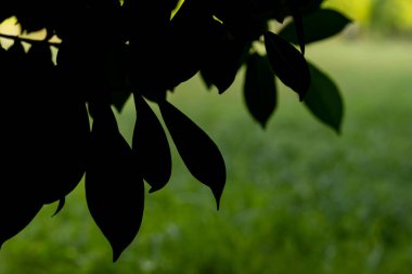 Açık yeşil arkaplanı olan yaprakların silueti. Doğa kavramı