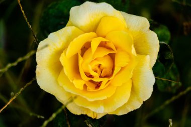  Arka planda güzel sarı ve vahşi bitkilerin makro görüntüsü. Doğal ve vahşi konsept