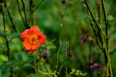 Güzel turuncu begonya çiçeğinin üst görüntüsü bulanık dalların üzerinde çiçek açıyor ve arka planda fotokopi alanı bırakıyor. Doğal ve çiçek açan konsept