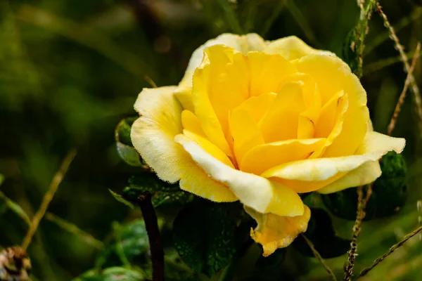 Makro Fotózás Sárga Rózsa Virág Ellen Elmosódott Levelek Háttér Természet — Stock Fotó