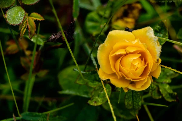 Eső Cseppek Sárga Rózsa Virág Zöld Levelek Kertben Téli Esős — Stock Fotó