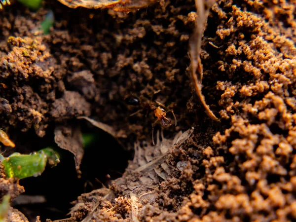 红毛蚁从沟里出来 美丽的阳光洒落在地上 努力工作和激励的概念 — 图库照片