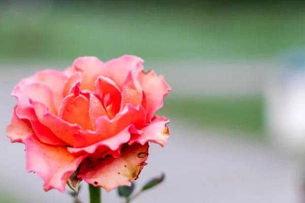 Ruttnande Persika Floribunda Blomma Över Suddig Ljus Bakgrund Natur Och — Stockfoto