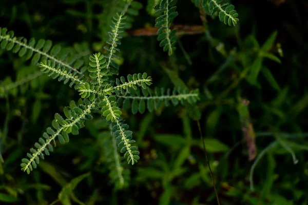 Makro Fotografering Ville Planter Med Tåke Faller Skogen Vilt Skogbegrep – stockfoto