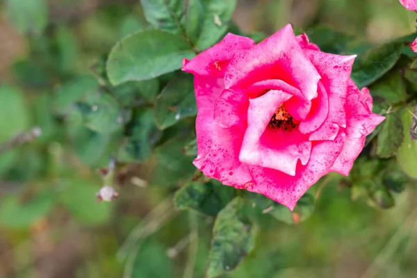 Ovanifrån Närbild Vacker Rosa Hybrid Ros Med Gröna Blad Trädgården — Stockfoto