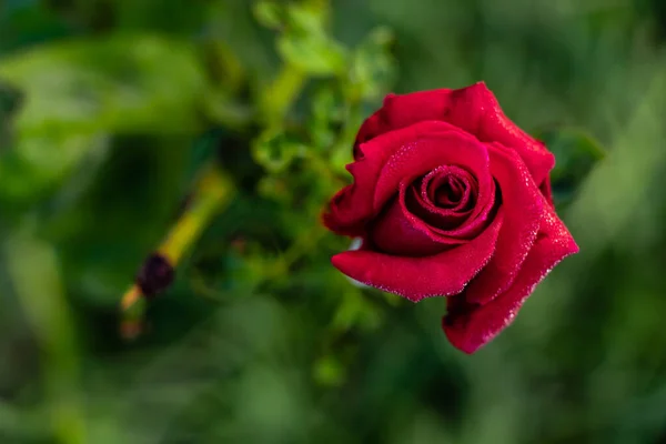 Ovanifrån Vackra Röda Rosor Blommar Trädgården Solljuset Natur Och Vinter — Stockfoto