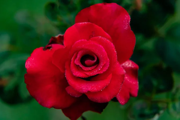 Vista Superior Hermosa Rosa Roja Jardín Con Gotas Rocío Naturaleza — Foto de Stock