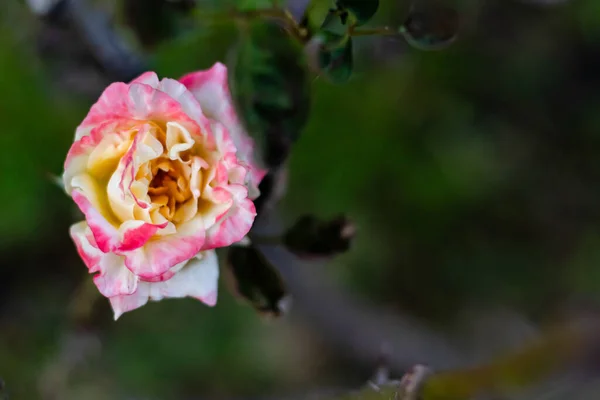 Vedere Sus Jumătate Flori Floribunda Trandafir Fundal Întunecat Spațiu Copiere — Fotografie, imagine de stoc