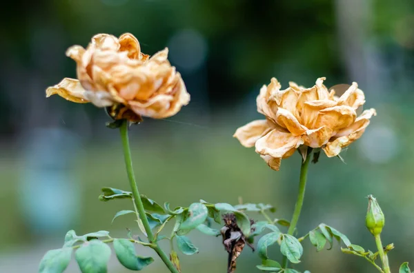 Due Rose Secche Giardino Con Sfondo Verde Vecchiaia Anzianità Concetto — Foto Stock