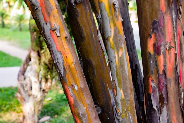 Jedinečné Kmeny Stromů Barevnými Kůrami Vzory Parku Jasně Zeleným Pozadím — Stock fotografie