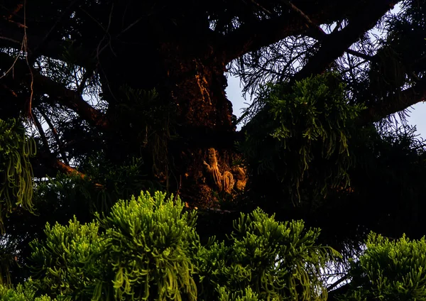 Divoká Fotografie Ranním Slunci Krásného Veverčího Páru Stromě Listnatými Popředími — Stock fotografie