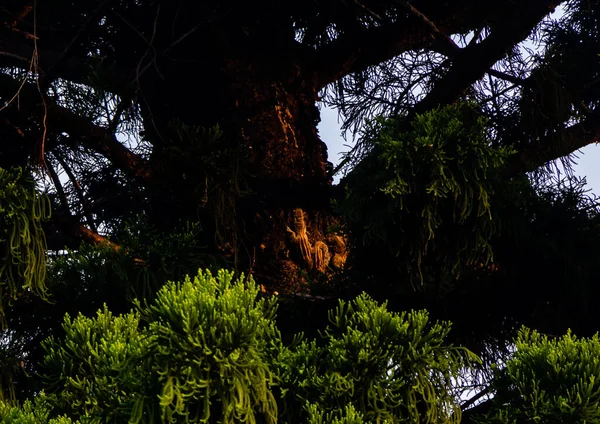 Fotografia Selvagem Luz Solar Manhã Belo Par Esquilo Uma Árvore — Fotografia de Stock