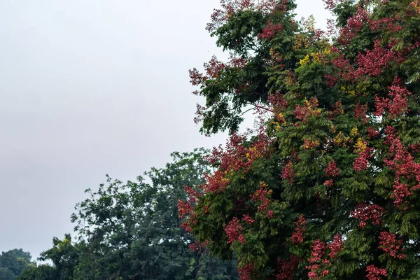 Arka Planda Bulutlu Gökyüzüne Karşı Ağaçtaki Güzel Çiçeklerin Geniş Bir — Stok fotoğraf