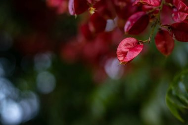 kırmızı çiçeğin makro yakın plan fotokopi alanı ile bokeh arkaplanda asılı durması. kış ve bahar konsepti