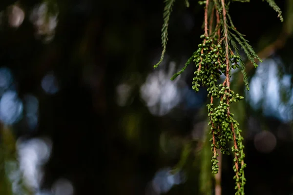 暗い背景にぶら下がっているクラスタ内のヒノキの種なし果実 森のコンセプト — ストック写真
