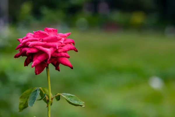 Vedere Aproape Trandafir Roșu Fundal Verde Spațiu Copiere Partea Dreaptă — Fotografie, imagine de stoc