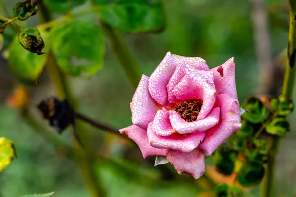 Туман Падає Гнилу Рожеву Троянду Фоні Розмитого Зеленого Листя Гниття — стокове фото