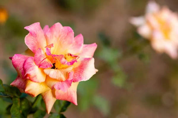 Magas Szögű Közeli Kép Gyönyörű Rózsa Kertben Egy Harmadik Keretben — Stock Fotó