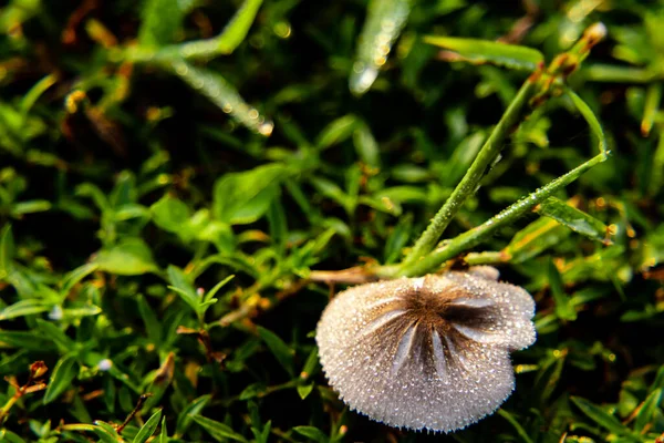 高角度野生蘑菇拍摄与雨滴在森林中 野性概念 — 图库照片