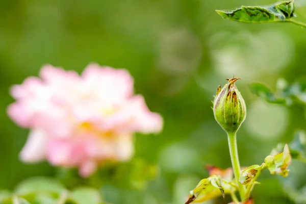 Makro Närbild Vackra Knopp Ros Framför Rosa Ros Och Suddig — Stockfoto