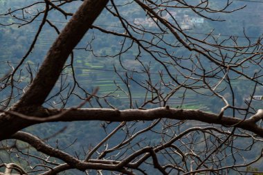 Arkasında bulanık ekin tarlaları olan ön planda daha az ağaç dalları, doğa kavramı.