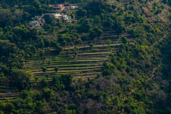 Воздушный Вид Террасу Типа Посевных Площадей Горе Деревьями Несколькими Домами — стоковое фото