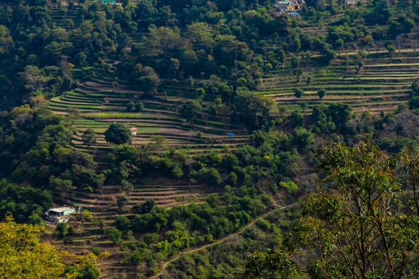 Wide Shot Terrace Type Crop Fields Mountain Side Trees Few — Stock Photo, Image