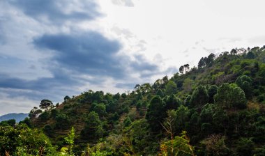 Tepelerdeki güzel ağaçlar arka planda bulutlu gökyüzü, doğa ve sabah konsepti
