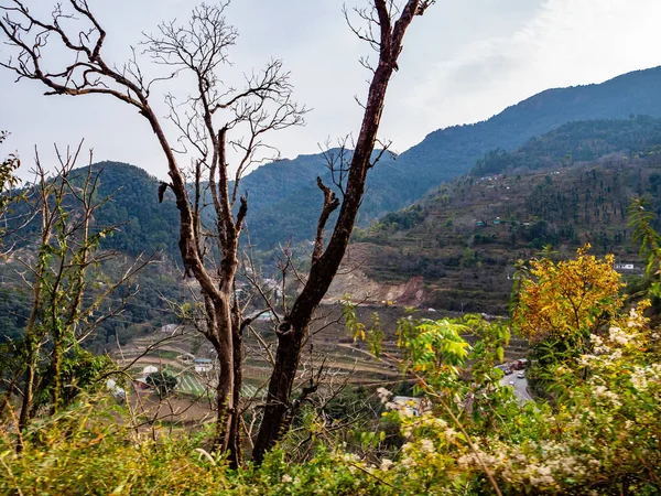 Fotografía Árbol Seco Con Campo Cultivo Tipo Terraza Cielo Fondo — Foto de Stock