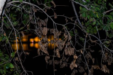 Ön plandaki ağaç dalının flaşlı fotoğrafı ve arka planda güzel ışıklandırmayla Jal Mahal Sarayı 'nı bulanıklaştırdı.