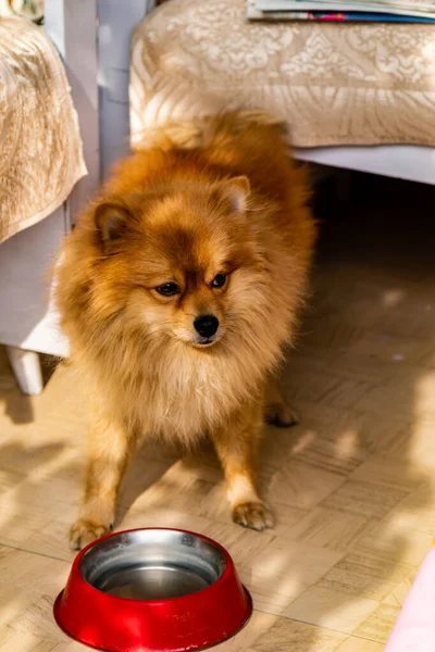 Высокоугольный Снимок Коричневой Померанской Собаки Пьющей Воду Своей Красной Миски — стоковое фото