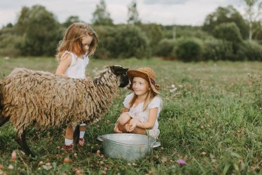 İki kız köyde bir yaz günü kuzu besliyor, kırsalda hayat, çiftlikte hayvanlar.