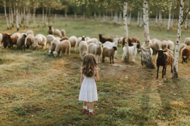 Küçük bir kız ve hayvanla güzel bir çayır gün batımında koyun ve keçi, çiftlikte hayat