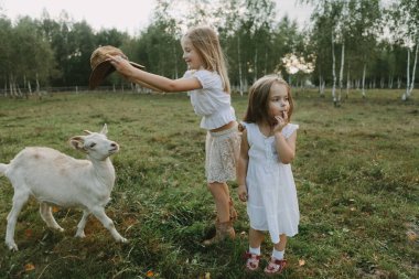 Çocuklar ve keçi bir yaz günü çayırda, hayvanları besliyor, çiftlikte yaşıyor.