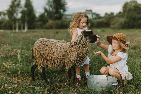 Girls Feed Lamb Village Summer Day Life Countryside Pets Farm — Stock Photo, Image