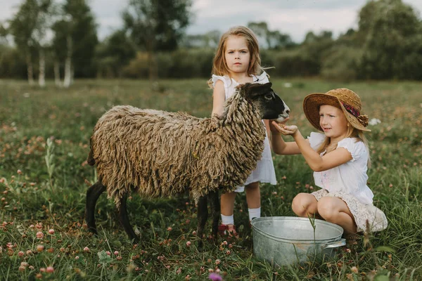 Girls Feed Lamb Village Summer Day Life Countryside Pets Farm — Stock Photo, Image