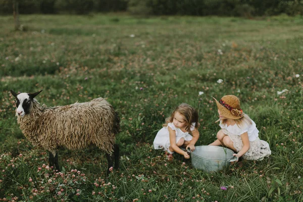 Girls Feed Lamb Village Summer Day Life Countryside Pets Farm — Stock Photo, Image