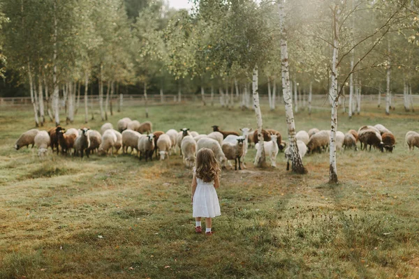 Beautiful Meadow Little Girl Animals Sheep Goats Sunset Life Farm — Stock Photo, Image