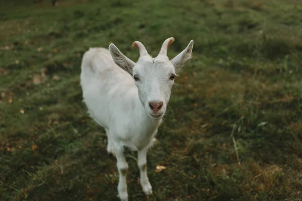 Goat Stares Camera Stands Meadow Summer — Stock Photo, Image