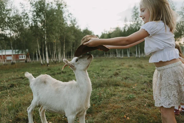Children Goat Meadow Summer Day Feeding Animal Life Farm — Stock Photo, Image