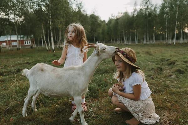 Children Goat Meadow Summer Day Feeding Animal Life Farm — Stock Photo, Image