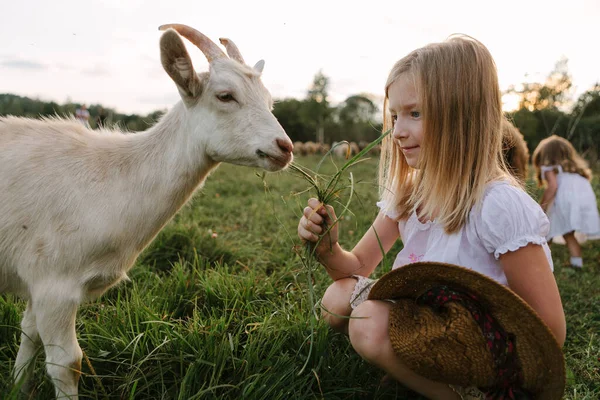 Girl feeds goat on grass meadow on a summer day on a farm — Stock Photo, Image