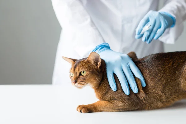 Vet keeps cat on table, chipping animals, close Up